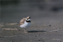 <p>KULÍK ŘÍČNÍ (Charadrius dubius) Varnsdorf ---- /Little ringed plover - Flussregenpfeifer/</p>